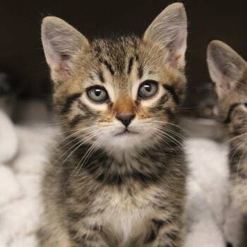 Domestic Short Hair Cats Available for Adoption in Hattiesburg, Mississippi - Gavin | PetCurious