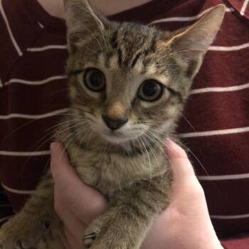 Spit (Dallas) 21111 -  Domestic Short Hair Cat for Adoption in Middleburg, Florida - Spit (Dallas) 21111 | PetCurious
