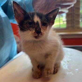 Chalk -  Domestic Short Hair Cat for Adoption in Newark, New Jersey - Chalk | PetCurious