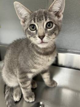 LUNA -  Domestic Short Hair Cat for Adoption in Las Vegas, Nevada - LUNA | PetCurious