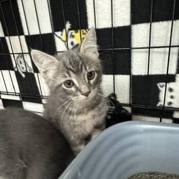 Benson -  Domestic Short Hair Cat for Adoption in Indianapolis, Indiana - Benson | PetCurious