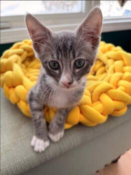 Domestic Short Hair Cats Available for Adoption in Calgary, Alberta - Scribble | PetCurious