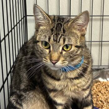 Abigail -  Domestic Short Hair Cat for Adoption in Uniontown, Pennsylvania - Abigail | PetCurious