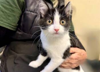 Domestic Short Hair Cats Available for Adoption - ROCKWELL | PetCurious
