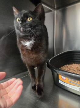 Leggings -  Domestic Short Hair Cat for Adoption in Salmon, Idaho - Leggings | PetCurious