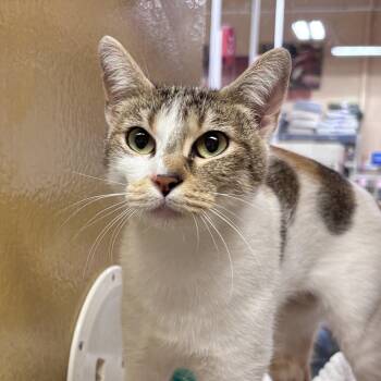 Margarita -  Domestic Short Hair Cat for Adoption in Sonora, California - Margarita | PetCurious