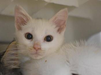 Newt -  Domestic Short Hair Cat for Adoption in Portland, Oregon - Newt | PetCurious