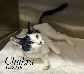 Chakra -  Domestic Short Hair Cat for Adoption in Clarksville, Tennessee - Chakra | PetCurious