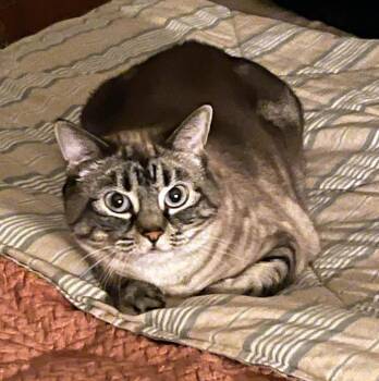 Domestic Short Hair Cats Available for Adoption - Duchess | PetCurious