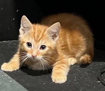 Acadia -  Domestic Short Hair Cat for Adoption in Cromwell, Kentucky - Acadia | PetCurious