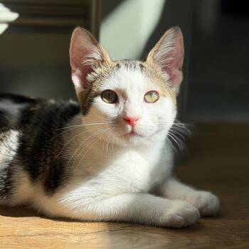 Shortbread -  Domestic Short Hair Cat for Adoption in Escondido, California - Shortbread | PetCurious