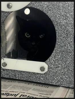 Domestic Medium Hair and Domestic Short Hair Cats Available for Adoption - Sofia | PetCurious