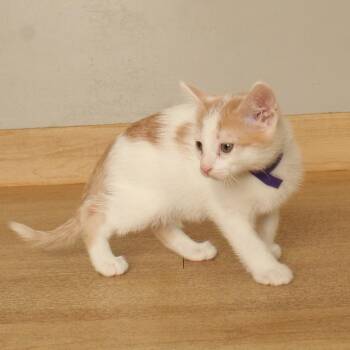 Banana C71245 -  Domestic Short Hair Cat for Adoption in Minnetonka, Minnesota - Banana C71245 | PetCurious