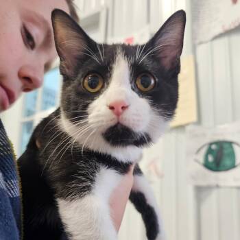 Domestic Short Hair Cats Available for Adoption - Juliet | PetCurious