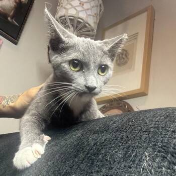 Glenn Coco -  Domestic Short Hair Cat for Adoption in Long Beach, California - Glenn Coco | PetCurious