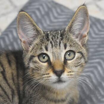 Abbott -  Domestic Short Hair Cat for Adoption in St. Petersburg, Florida - Abbott | PetCurious