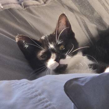 Domestic Short Hair Cats Available for Adoption - Newton | PetCurious