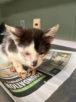 LOCUST -  Domestic Short Hair Cat for Adoption in Jacksonville, Florida - LOCUST | PetCurious