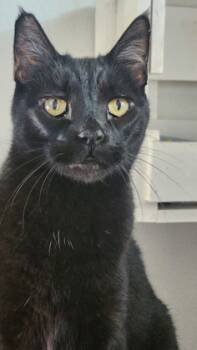 Rescue Domestic Short Hair Cats for Adoption in Folsom, California - Robin | PetCurious