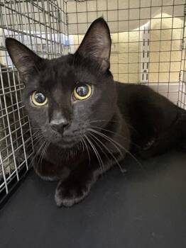 RORY -  Domestic Short Hair Cat for Adoption in Fort Myers, Florida - RORY | PetCurious
