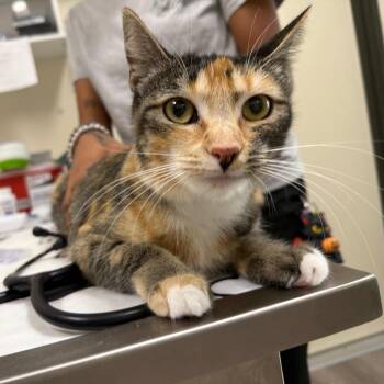 Nita -  Domestic Short Hair Cat for Adoption in Las Vegas, Nevada - Nita | PetCurious