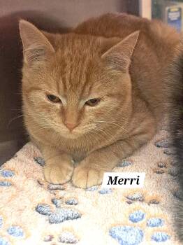 Tabby Cats Available for Adoption - Merri M) (FCID# 01/19/2026 - 67 Brandywine PS) C | PetCurious