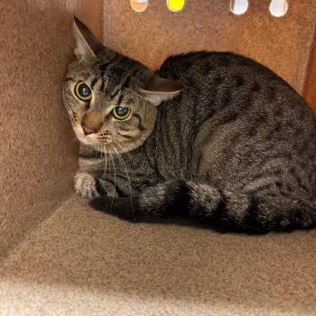 Dash -  Domestic Short Hair Cat for Adoption in Birmingham, Alabama - Dash | PetCurious
