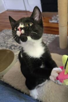 Tootles -  Tuxedo Cat for Adoption in Montclair, New Jersey - Tootles | PetCurious