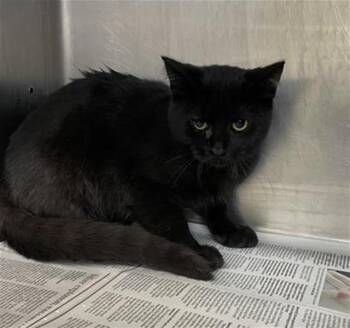 Rescue Domestic Short Hair Cats for Adoption in Aurora, Illinois - CATTAIL | PetCurious