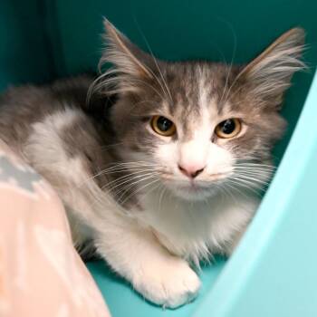 Theodore -  Domestic Long Hair Cat for Adoption in West Palm Beach, Florida - Theodore | PetCurious