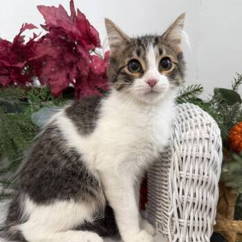 Sourdough Limon -  Domestic Long Hair Cat for Adoption in Eaton Rapids, Michigan - Sourdough Limon | PetCurious