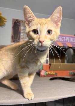 Kodi -  Domestic Short Hair Cat for Adoption in South Lyon, Michigan - Kodi | PetCurious