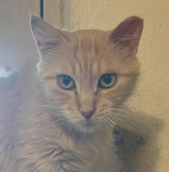 Luce -  Tabby and Domestic Short Hair Cat for Adoption in Las Cruces, New Mexico - Luce | PetCurious