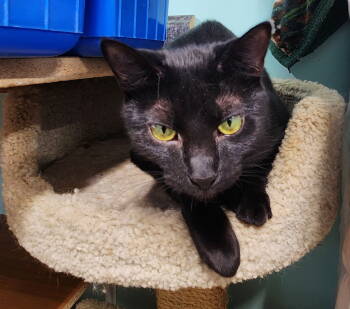 Rescue Domestic Short Hair Cats for Adoption in Crossville, Tennessee - Brooklyn | PetCurious