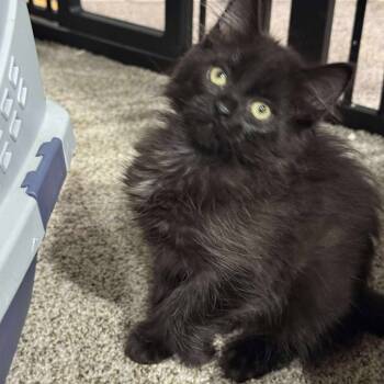 Rescue Domestic Medium Hair Cats for Adoption in Eagle Mountain, Utah - Salty Hughes | PetCurious
