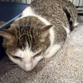 Domestic Short Hair Cats Available for Adoption in Normal, Illinois - Kinlee | PetCurious