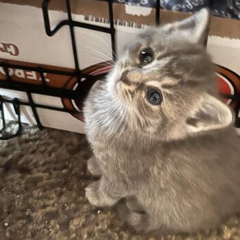 Wilma -  Domestic Short Hair Cat Available for Adoption in Everettville, West Virginia - Wilma | PetCurious