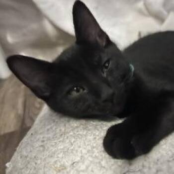 Jupiter -  Domestic Short Hair Cat for Adoption in Lakeland, Florida - Jupiter | PetCurious