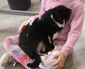 Rescue Domestic Short Hair Cats for Adoption in Washington, Pennsylvania - Mila | PetCurious