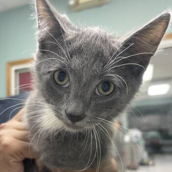 Aether -  Domestic Short Hair Cat for Adoption in Lenexa, Kansas - Aether | PetCurious