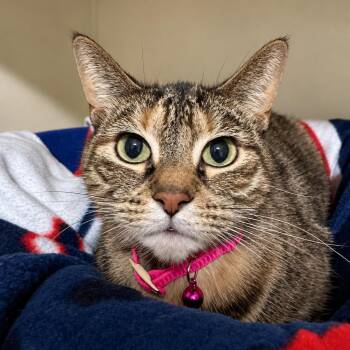 Honeybun -  Domestic Short Hair Cat for Adoption in Victor, New York - Honeybun | PetCurious