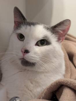 Rescue Domestic Short Hair Cats for Adoption in Adrian, Michigan - Entawak | PetCurious
