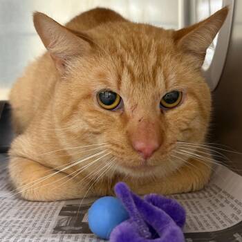 Domestic Short Hair Cats Available for Adoption in Milton, Florida - Peach | PetCurious