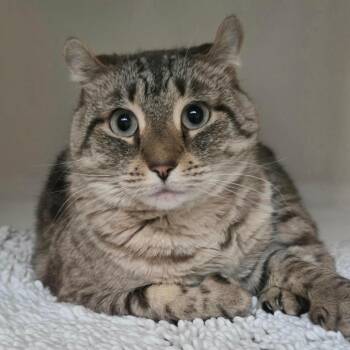 American Curl Cats Available for Adoption - Jolene | PetCurious