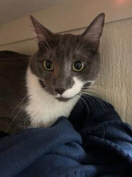Domestic Short Hair Cats Available for Adoption - 3382B Smokey | PetCurious