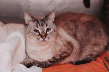 Siamese and Domestic Short Hair Cats Available for Adoption in North Charleston, South Carolina - 92627a Draco | PetCurious