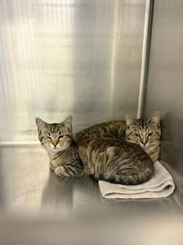 Domestic Short Hair Cats Available for Adoption - W TEEN 4 | PetCurious