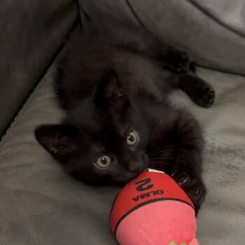 Shadow/Toothless -  Domestic Short Hair Cat for Adoption in Bend, Oregon - Shadow/Toothless | PetCurious