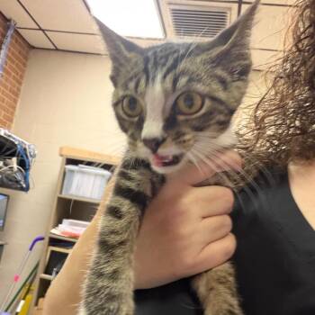 Cubby -  Domestic Short Hair Cat for Adoption in Birmingham, Alabama - Cubby | PetCurious