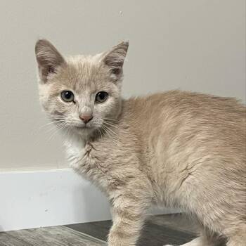 Blossom -  Domestic Short Hair Cat for Adoption - Blossom | PetCurious